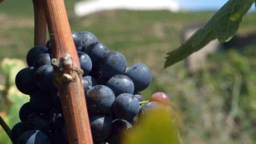 Beaujolais : un millésime 2025 "petit par la quantité, grand par la qualité" Beaujolais : un millésime 2025 "petit par la quantité, grand par la qualité"